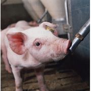 Поилки для свиней автоматические Поилки в Украине Купить Цена Фото