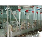 Кормушки для свиней Оборудование для животноводства VIP Бетон ООО фото