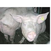 Ситемы для кормления свиноматок.И-ТЕК Украина фотография