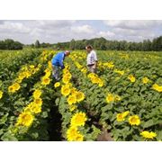 Семена подсолнечника гибрид Украинский скороспелый фото