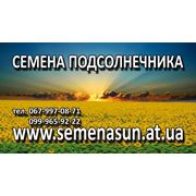 Семена подсолнечника SYNGENTA КАЗИО 155$ фото