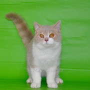 Британский кот окраса биколор в разведение фотография