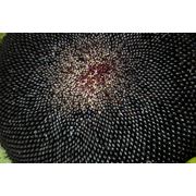 Семена подсолнечника MERLIN-199 ( гибрид Мерлин-199) кондитерского фотография