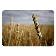 Удобрение для Озимых зерновых культур