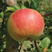 Яблоня домашняя Гала поздняя Malus domestica высота 110-130см