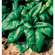 Семена шпината Лагос F1 250 гр. Clause