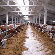 Строительство ферм для крупного рогатого скота “под ключ“ фотография