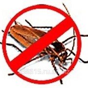 Вытравить тараканов с гарантией! фото