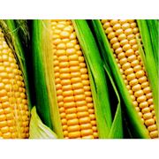 Наномикс-кукуруза фото