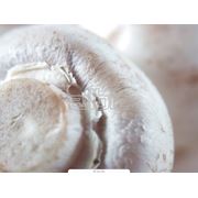 Торф для выращивания грибов фотография