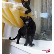 Котята породы Бомбей фотография