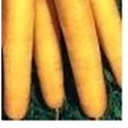 Семена моркови Гюльчатай