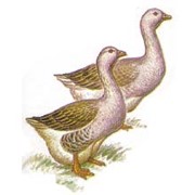 Тулузская порода гусей фото