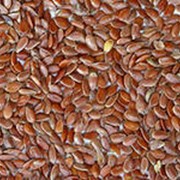 Семена масличные товарные фото