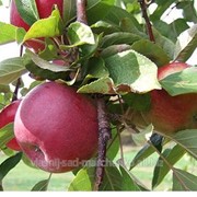 Яблоня сорт Макинтош. фото