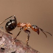 Уничтожение муравьев вытравить муравьев