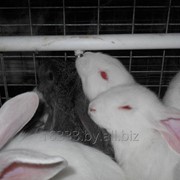 Ниппельная поилка для кроликов металлическая фото