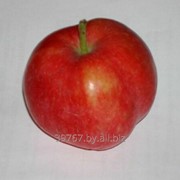 Саженцы яблонь Женева фото