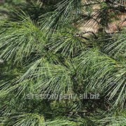 Сосна мелкоцветная Pinus parviflora Negishi 60-80 C5