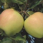 Саженцы яблони Голден рейнджерс фото