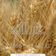 Пшеница фуражная, на экспорт фото