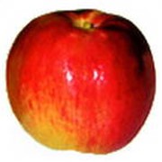 Яблоки Жигулевские