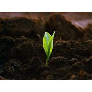 Гумифицированный компост - это высококачественное органическое удобрение
