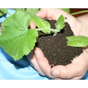 Биогумус-лучшее органическое удобрение,продукт переработки органических отходов красным калифорнийским червем.