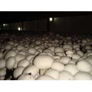 Мицелий грибов зерновой вешенка шампиньон шиитаке. фото