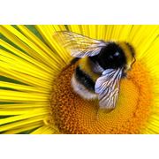 Инсектициды для садов безопасные для пчел фото