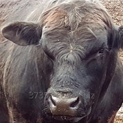 Животноводческий комплекс от собственника фото