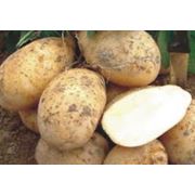 Удобрение бесхлорное для картофеля