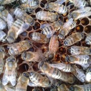 Пчеломатки фото