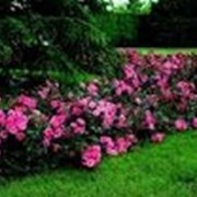 Саженцы роз Почвопокровные фото