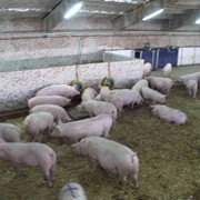 Свиньи живым весом, свиньи племенные (крупная белая, ландрас, гемпшир, чистопородная украинская)
