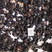 Строчки сушенные (dried Gyromitra) фото