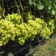 Саженцы винограда сорта Аркадия в контейнерах