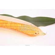 Кукуруза зерно купить Украина Кировоград фото