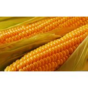 Кукуруза семенная Украина фотография