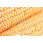 Кукуруза зерно|Кукуруза|кукуруза купить Украина|кукуруза купить Киев|кукуруза от производителя купить Украина|кукуруза оптом купить Украина