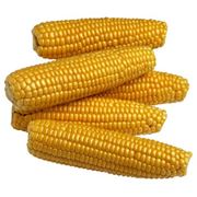 Украинская кукуруза (Corn) сушеная тип выращивания Non-GMO цвет: желтый сертификации: Украина ГОСТ класса № 3 происхождение: Херсонская обл Украина миним. заказ-10.000 метрических тонн условия оплаты: LC / CAD зерно урожая 2011 пр-во Украина