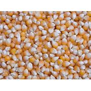 Кукуруза зерно продажа Жолква Украина фото