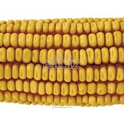 Кукуруза зерно. фотография