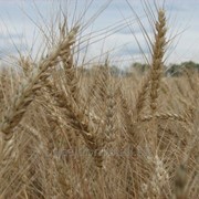 Льговская 8. Элита озимой пшеницы. фото