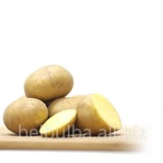 Посевной картофель вид Гала Элита фотография