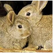 Кролики крольчата и кролематки Новозеландской и Калифорнийской пород фото
