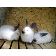 Кролики купить Симферополь Крым цена фото. Племенной молодняк кроликов в Крыму (калифорнийский кролик калифорниец калифорния) купить