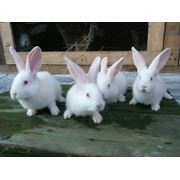 Кролики породы Белый Великан фотография
