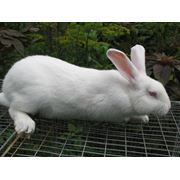 Кролики бройлерные| кролики белые | куплю кроликов |Хмельницкий | Дунаевцы| кролики | Хмельницкий |купить кроликов | оптом | Украина | Хмельницкий | Дунаевцы