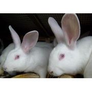 Купить кролей кролики Hi plus Новозеландская белая порода Бровары